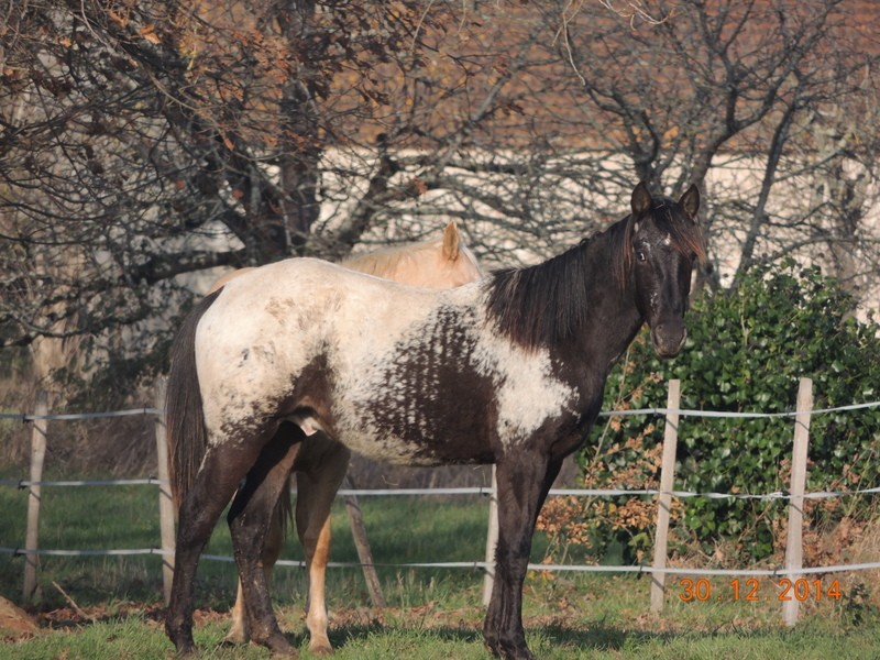 Les poulains né à l'Appaloosa IJ Farm - Page 6 05910