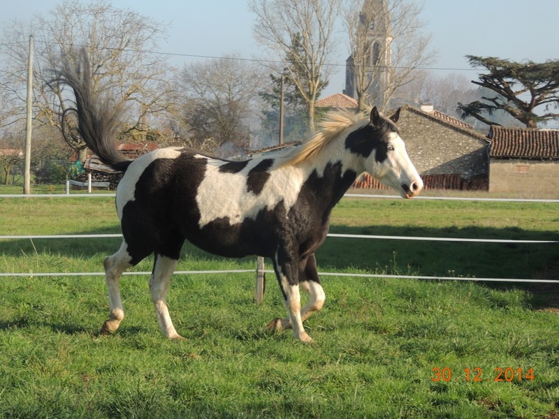 Les chevaux de l'Appaloosa IJ Farm - Page 5 06210