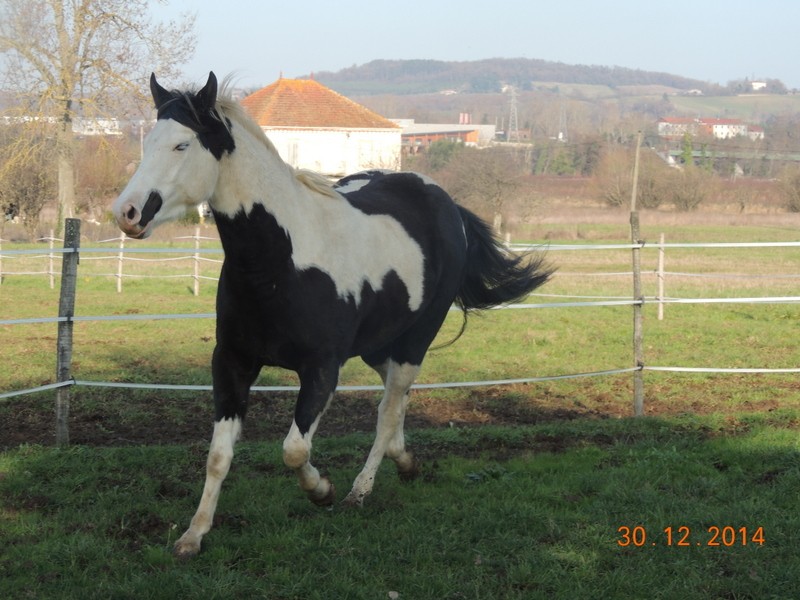 Les chevaux de l'Appaloosa IJ Farm - Page 5 06510