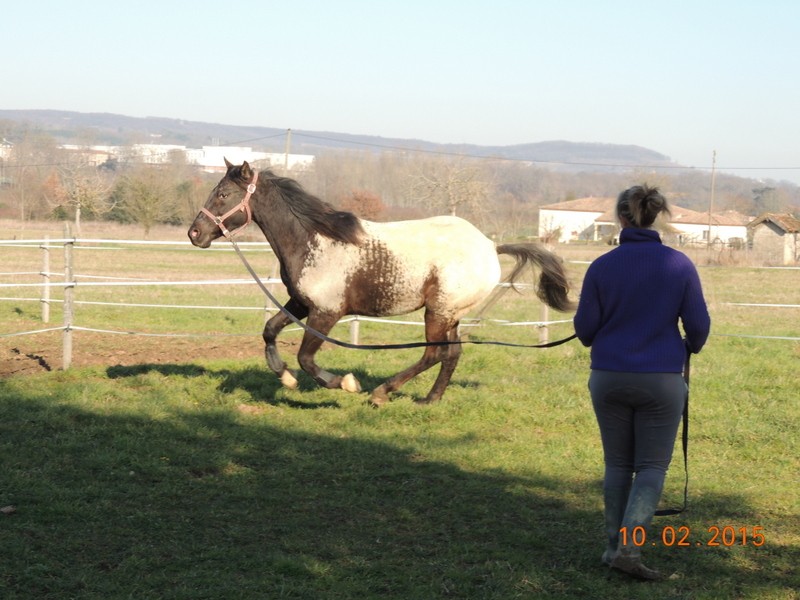 Les poulains né à l'Appaloosa IJ Farm - Page 6 Dodge_10