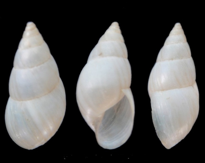 Bulimulus bonariensis d'Orbigny, 1835 Bulimu10