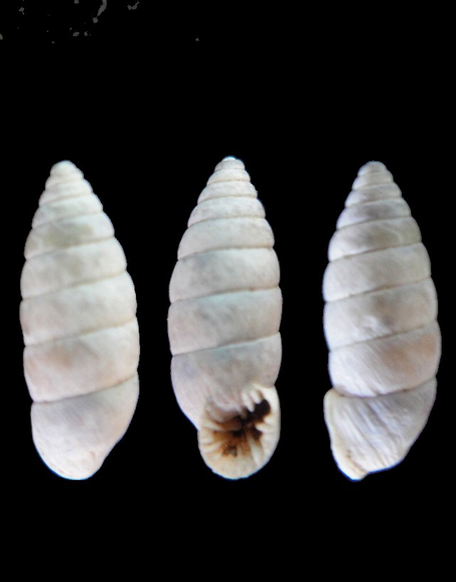 Abida polyodon (Draparnaud, 1801) Chatea12