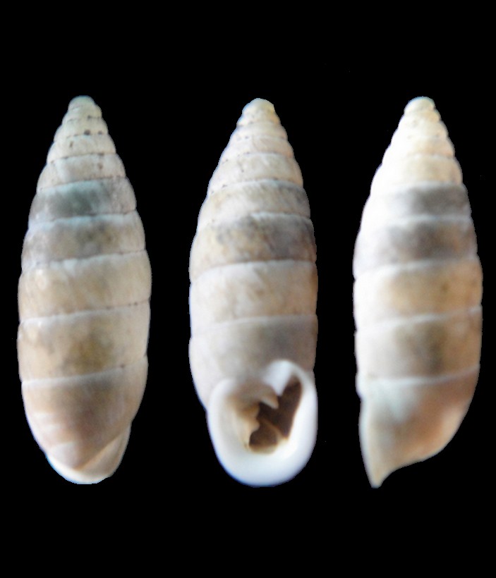 Granaria variabilis (Draparnaud, 1801) Granar10