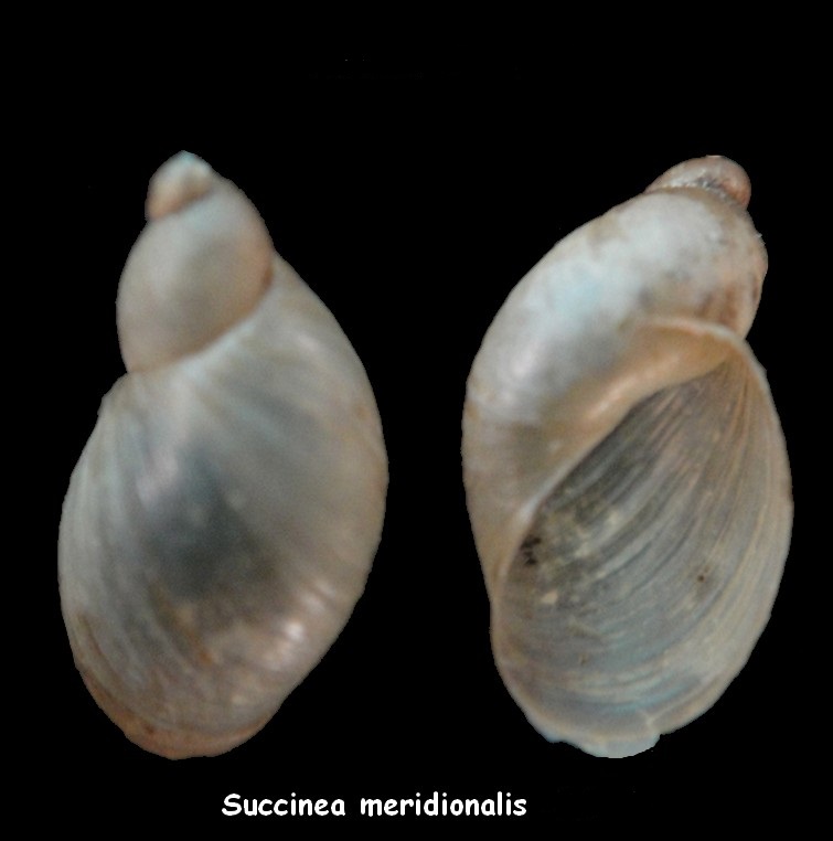 Succinea meridionalis (d'Orbigny, 1837) Succin10