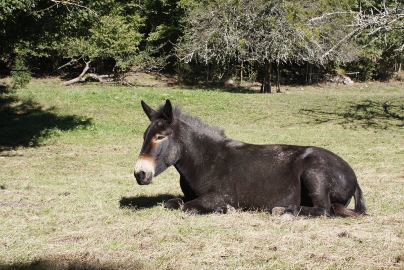 VIOLETTE dite PETALE - ONC Mule née en 2006 - adoptée en octobre 2012 par Jean 2014_910