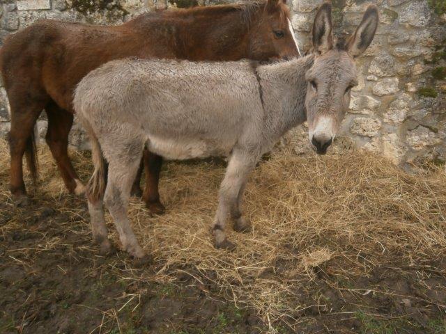 BOURIQUET - ONC âne né en 2009 - adopté en août 2017 par Marie - Page 2 2015_115