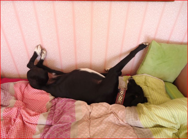Ramis – beau et adorable galgo à l'adoption" Scooby France" Adopté - Page 5 Ramis217