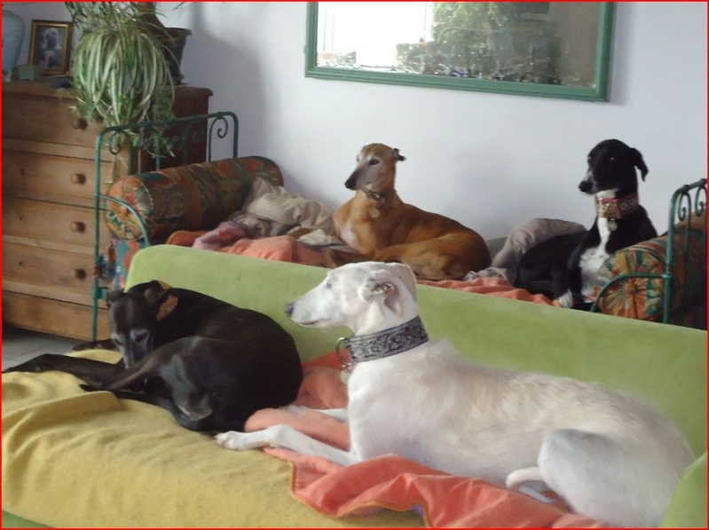 Ramis – beau et adorable galgo à l'adoption" Scooby France" Adopté - Page 5 Ramis312