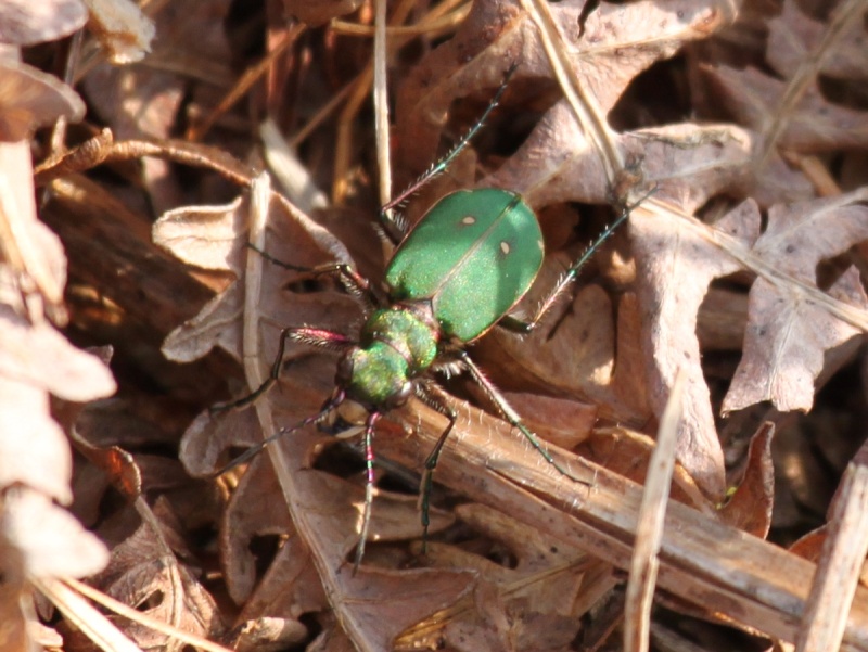 [Cicindela campestris] Cicindèle champêtre - Page 2 Cicind10