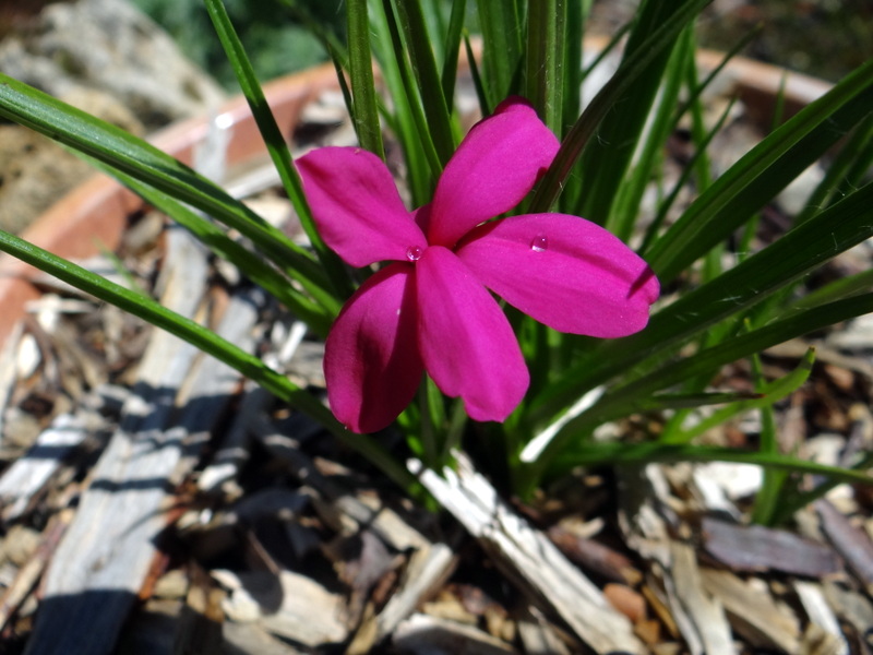 rodhohypoxis milloides "claret" Dsc02310