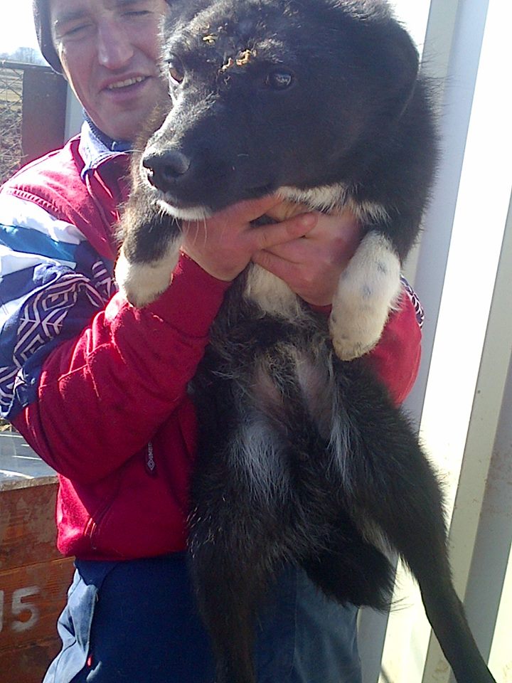 KAWAI, chien mâle, né en 2013, croisé, trouvé blessé (Pascani)- adopté par Veronica (Belgique) 11041310