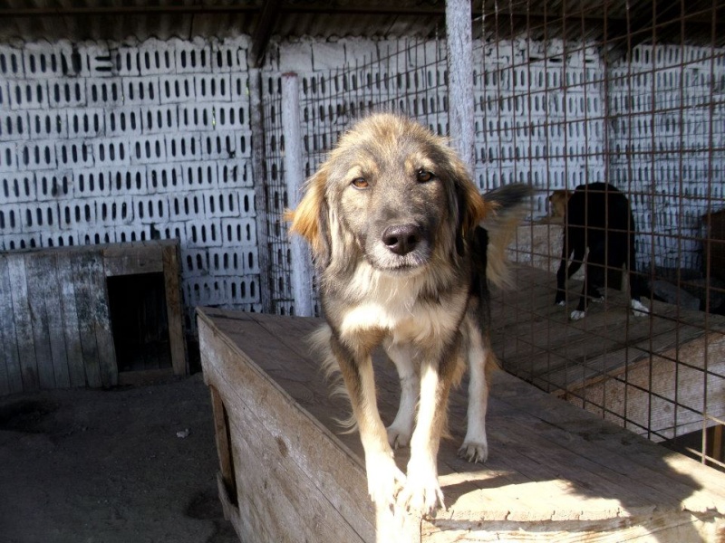 DIEGO, croisé berger, taille moyenne, né en 2007 (Pascani) Diego410