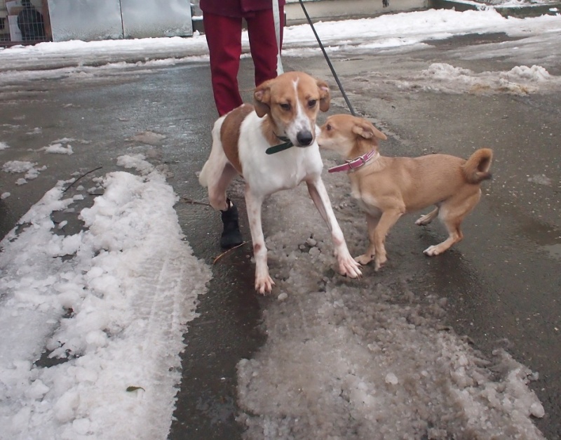 PASCHI, mâle croisé jack russell amputé d'une patte incontinent, vit en cage depuis 1 an ! né en 2009 (Carmina) - URGENT Paschi23