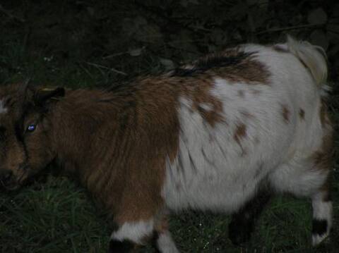 Gestation Changement Morphologiques Et Signes Mise Bas