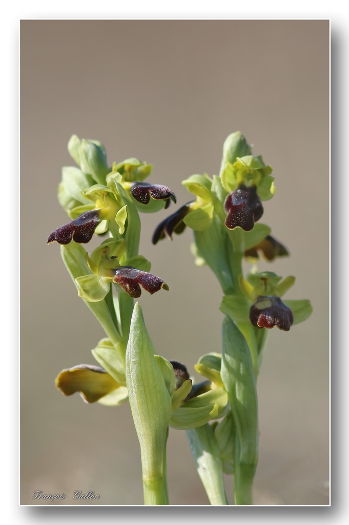 Ophrys (Pseudophrys) forestieri ( ex-lupercalis ) Ophrys19