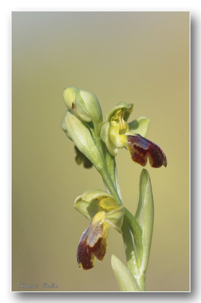 Ophrys (Pseudophrys) forestieri ( ex-lupercalis ) Ophrys21