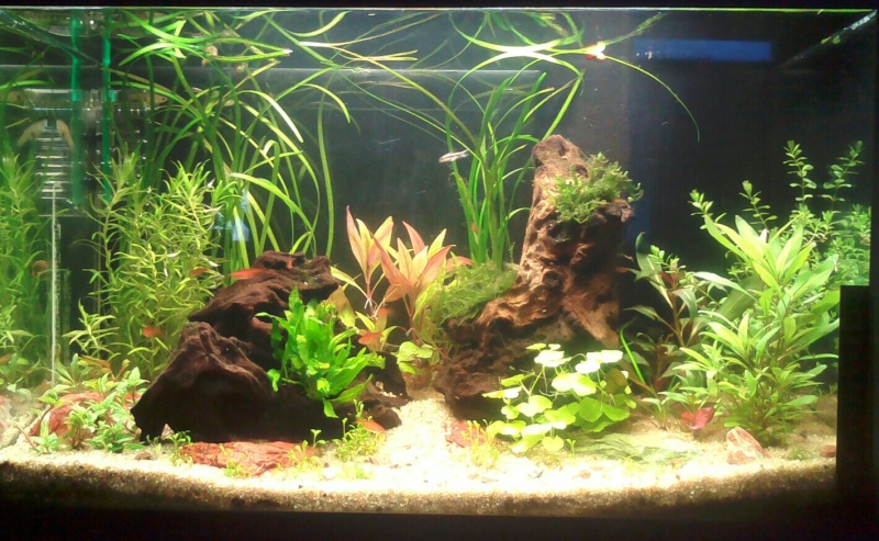 Mon aquarium de 60 litres Img_2014