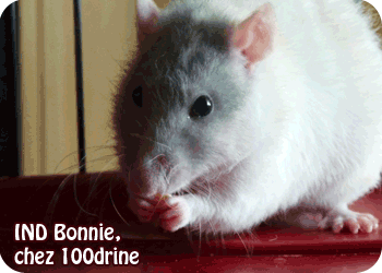 [GÉNÉTIQUE]  Couleurs du rat Fr-dou10