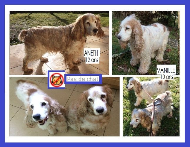 FA D'URGENCE !!! SOS - pour Vanille 10 ans et ANETH 12 ans - cocker spaniel -   leurs maitres entrent en maison de retraite (33) P13