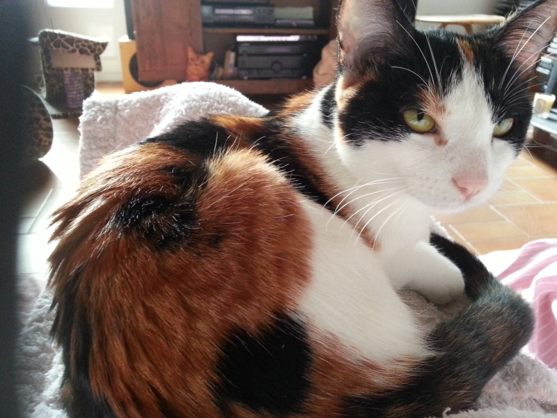 Globule - jeune chatte tricolore 20150211