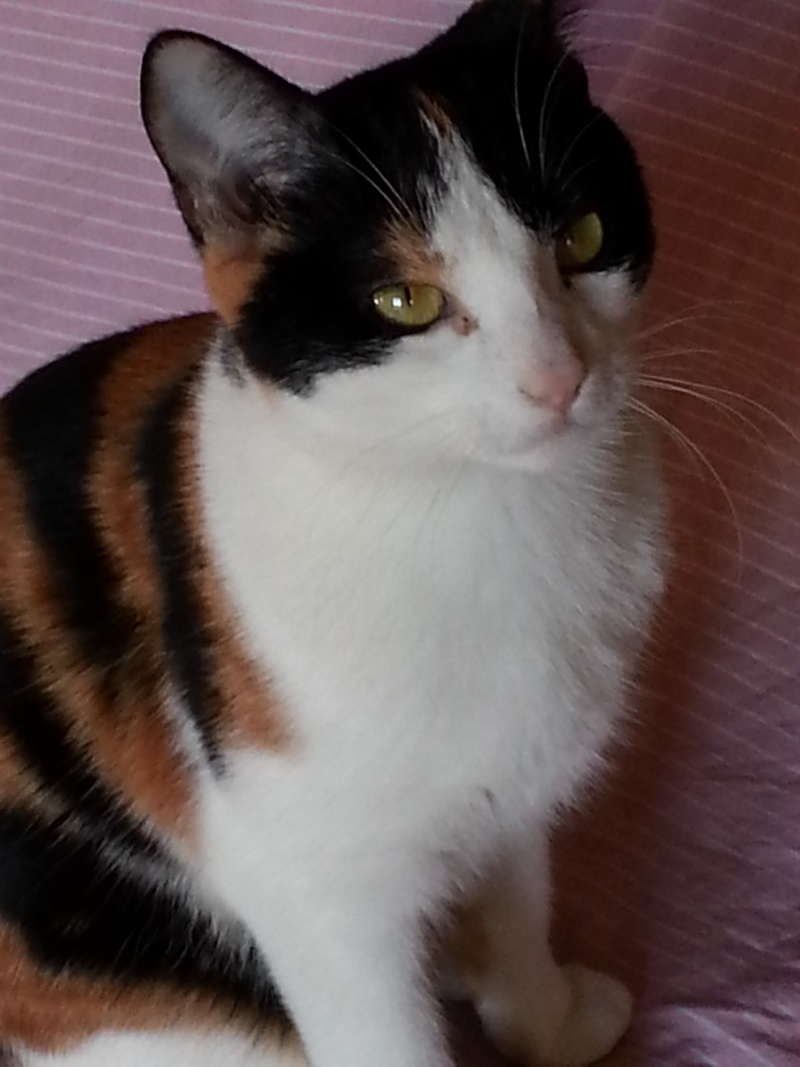 Globule - jeune chatte tricolore 20150312