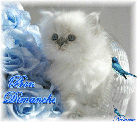 Bon Dimanche