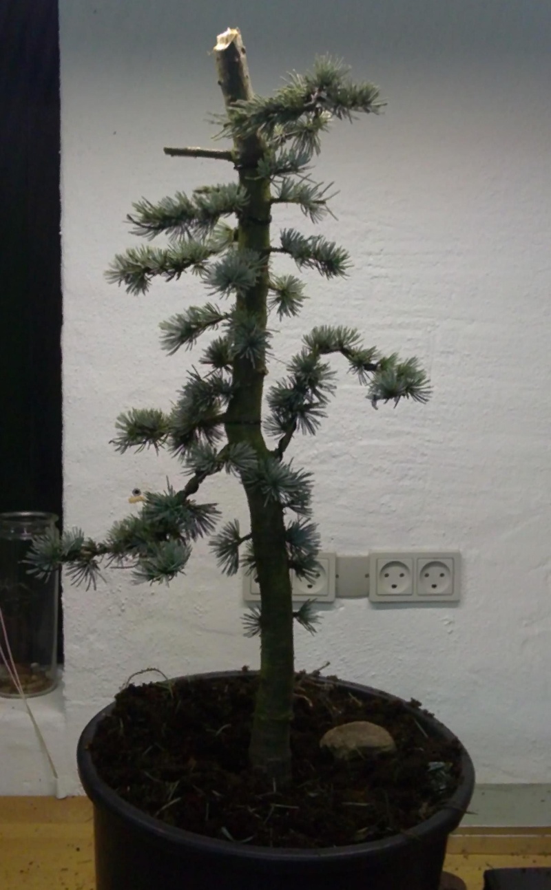 blue atlas cedar 14102010