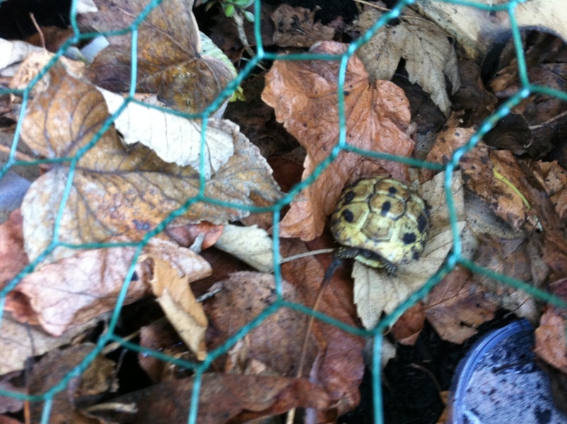 Identification de tortue Photo_12