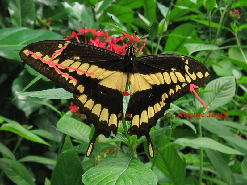 La serre à papillons d'Hunawhir en alsace Pa_pap15