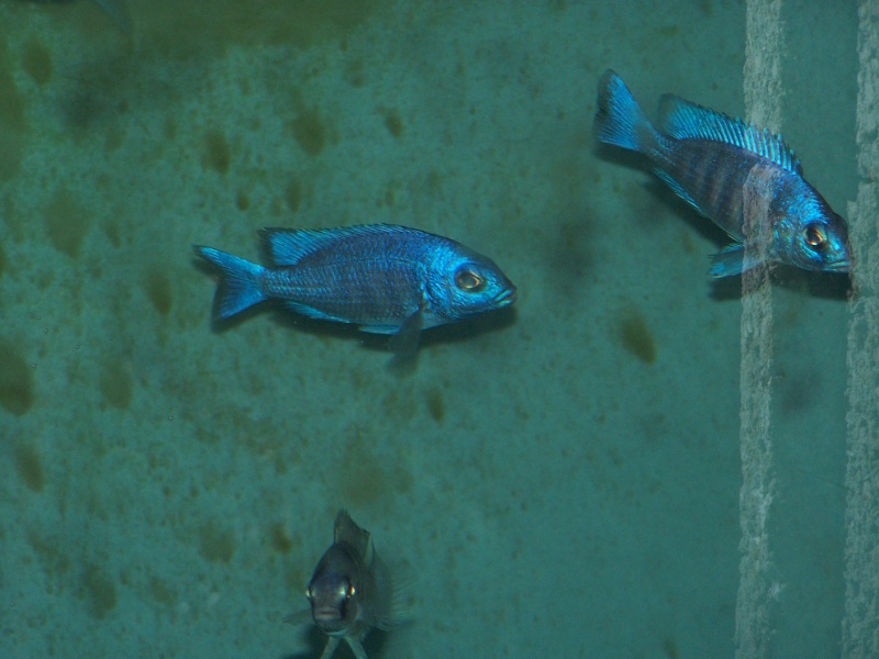 Placidochromis phenochilus Tanzania 103_8815