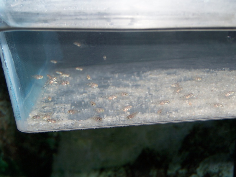 estherae ob dimidiochromis labidochromis hongi red top  103_8819