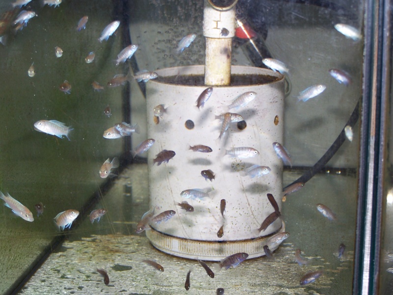 estherae ob dimidiochromis labidochromis hongi red top  103_8825