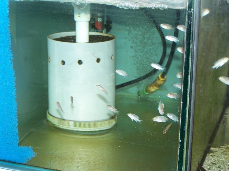 estherae ob dimidiochromis labidochromis hongi red top  103_8826