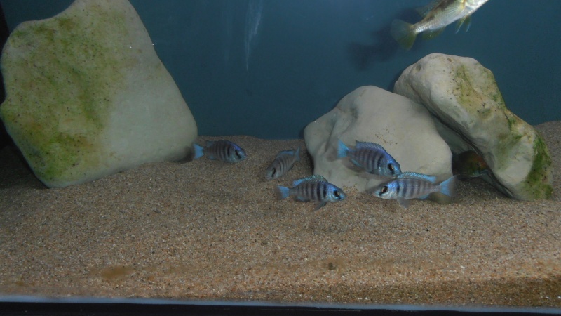 Placidochromis phenochilus Tanzania P1010018