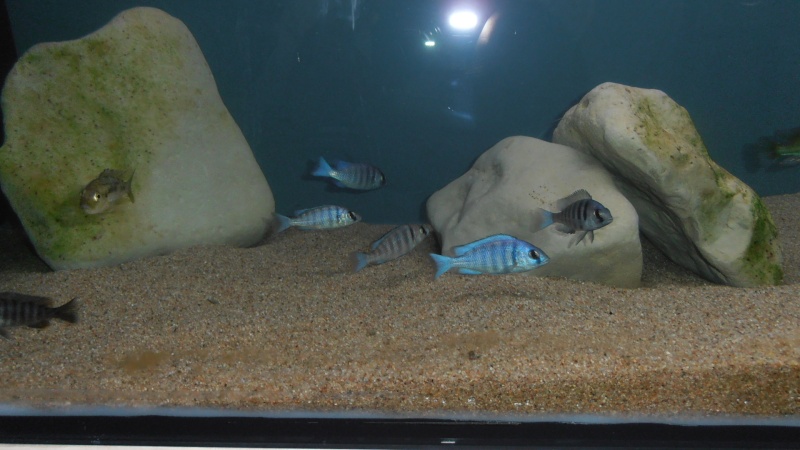 Placidochromis phenochilus Tanzania P1010019