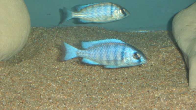 Placidochromis phenochilus Tanzania P1010020
