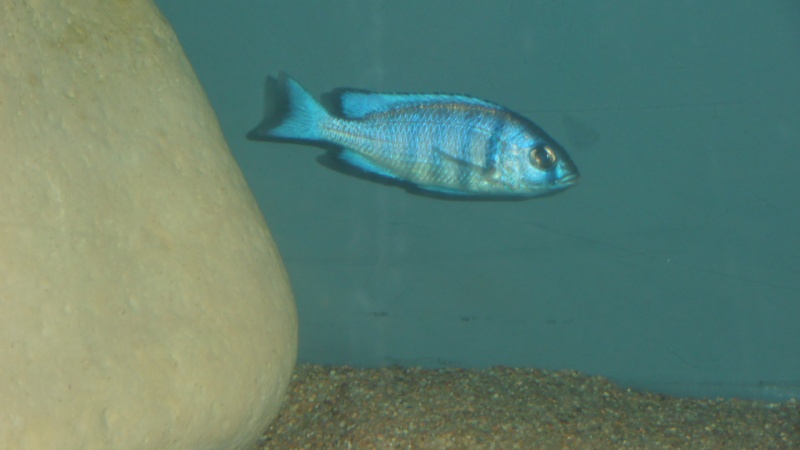 Placidochromis phenochilus Tanzania P1010021