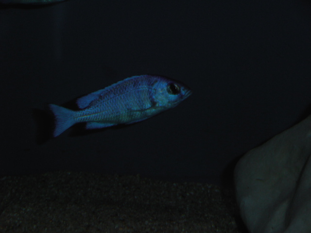 Placidochromis phenochilus Tanzania P1010110