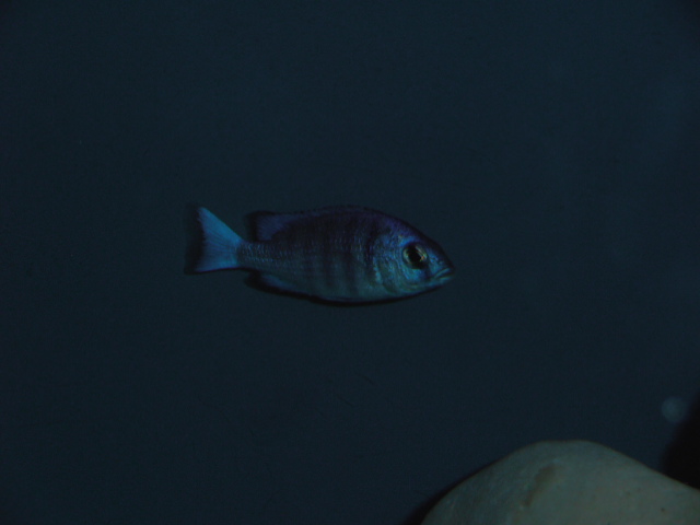 Placidochromis phenochilus Tanzania P1010111