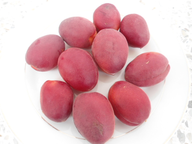 Fruit nouveau à identifier-abricotier Rubista, trouvé par Zinna et Yuzu Abrico11