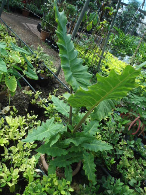 Qui cultive les Alocasia/Colocasia ? Alacac11