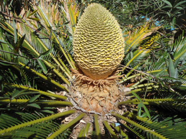 Cycas revoluta et Dioon edule : multiplication Cyca_e10