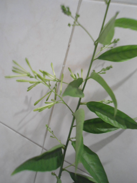 2 odorantes à identifier svp-jasmin polyanthum et cestrum nocturum--merci Kaya Dsc00042