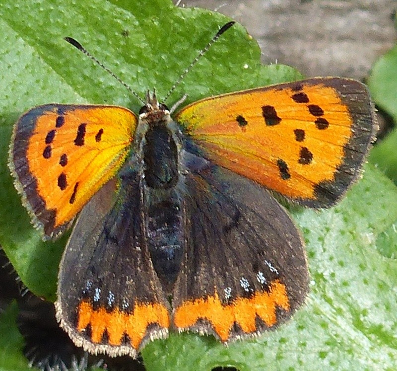 Lycaena phlaeas (forme caeruleopunctata) ? P1050510