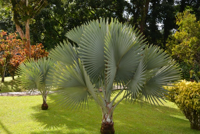 (972) Le jardin botanique de Balata - Martinique 21janv25