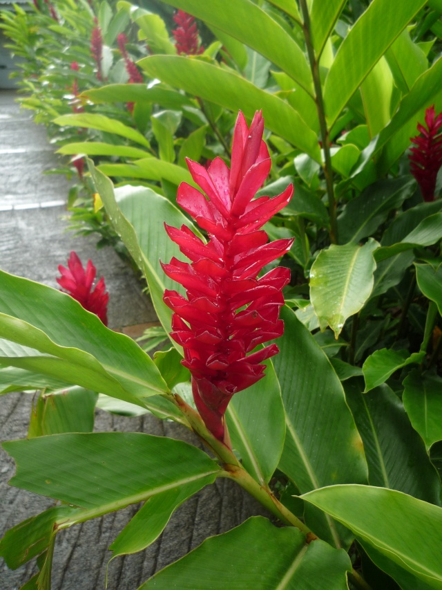 (972) Le jardin botanique de Balata - Martinique P1100734