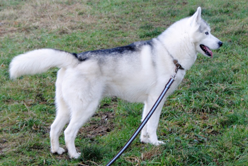 DRAKO HUSKY MALE 7ans pas de congénères REFU27 Drako_15