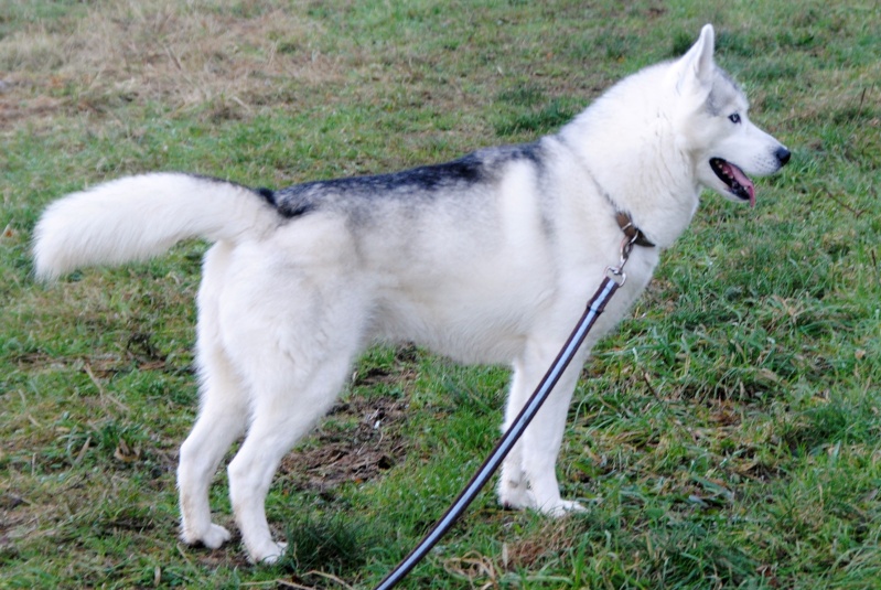 DRAKO HUSKY MALE 7ans pas de congénères REFU27  Drako_15