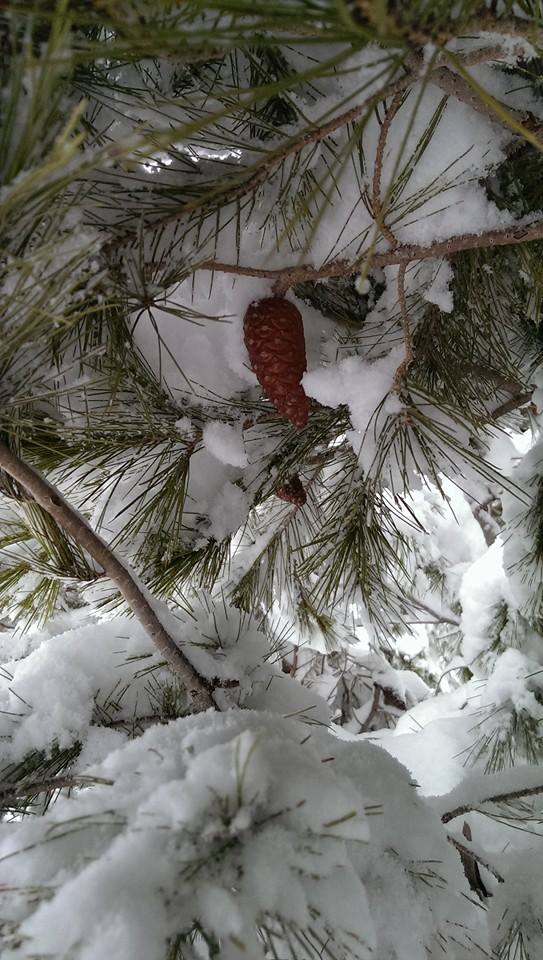 LA NEIGE à HARBIL 10881810