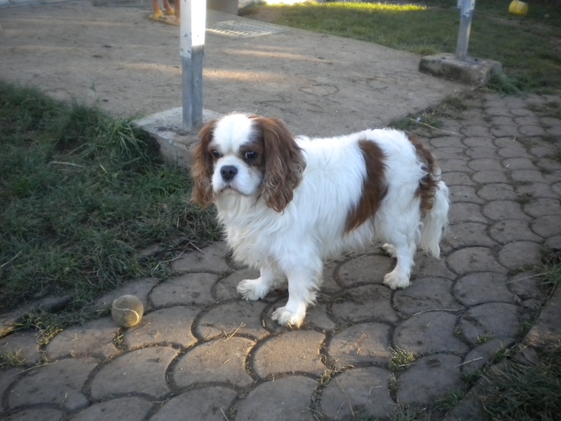 Calypso (mâle cavalier king charles) réservé Sos_0011